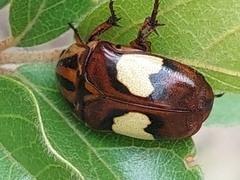 Pedinorrhina trivittata