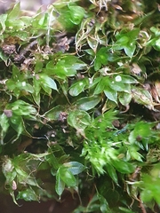 Ptychostomum moravicum