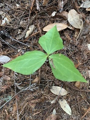 Trillium
