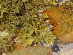 Sargassum incisifolium