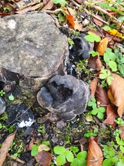 Daldinia concentrica