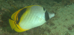 Chaetodon oxycephalus