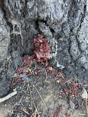 Dendroctonus