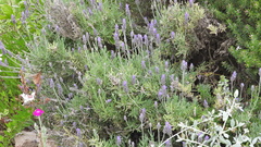 Lavandulinae