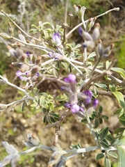 Psoralea hirta