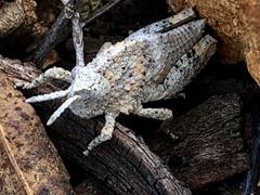 Ocnerodes fallaciosus