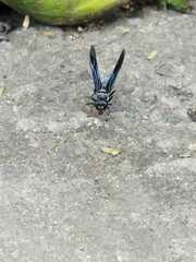 Synoeca septentrionalis