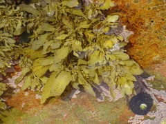 Sargassum incisifolium