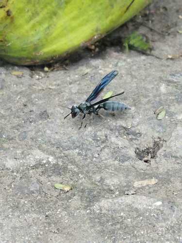 Northern Warrior Wasp photo 5