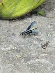 Synoeca septentrionalis