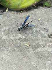 Synoeca septentrionalis