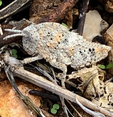 Ocnerodes fallaciosus