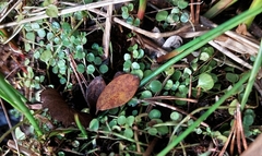 Lysimachia tenella