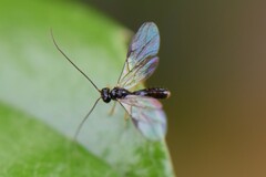 Alysiinae