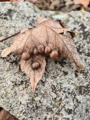 Pediaspis aceris