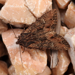 Mniotype occidentalis