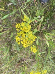 Solidago ohioensis