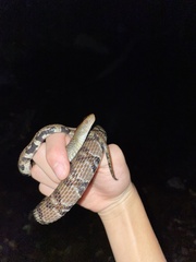 Trimerodytes aequifasciatus