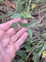 Strophostyles leiosperma