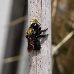 Xylocopa