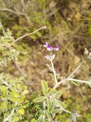 Psoralea hirta