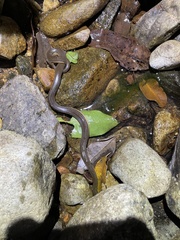 Opisthotropis lateralis