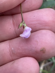 Strophostyles leiosperma