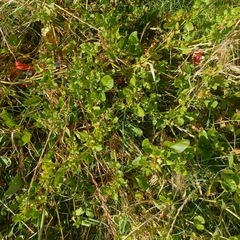Rumex hypogaeus