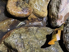 Opisthotropis lateralis