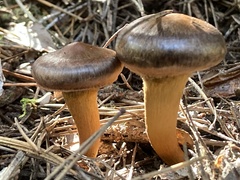 Chroogomphus vinicolor