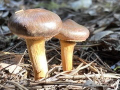 Chroogomphus vinicolor