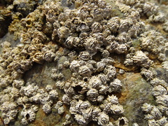 Chthamalus dentatus