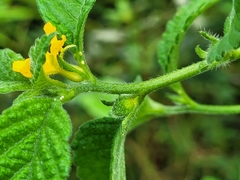 Turnera odorata