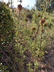 Leonotis ocymifolia