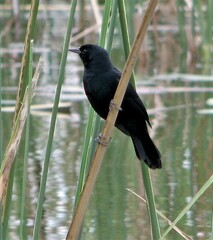Agelasticus cyanopus