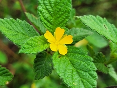 Turnera odorata