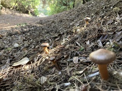 Chroogomphus vinicolor