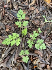 Chaerophyllum tainturieri