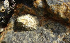 Scutellastra granularis