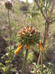Leonotis ocymifolia