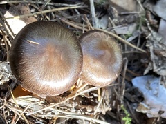 Chroogomphus vinicolor