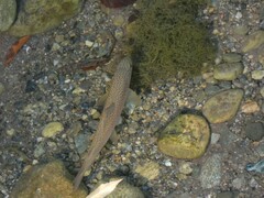 Salmo marmoratus