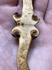 Chroogomphus vinicolor