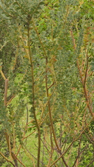 Acacia cultriformis