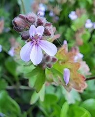Pelargonium grossularioides