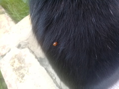 Coelophora inaequalis