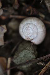 Fruticicola fruticum