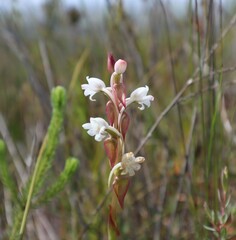 Satyrium acuminatum