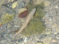 Salmo marmoratus