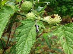 Rapala iarbus iarbus